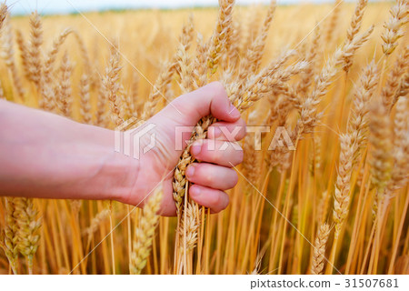 Wheat ears in the man's hand.  31507681
