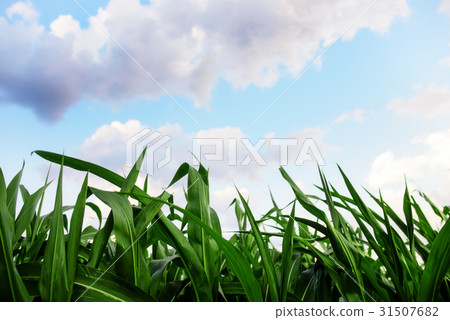 Green corn field,blue sky and sun on summer day. Green corn field,blue sky and sun on summer day. 31507682