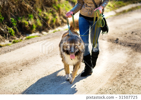 Girl playing with Caucasian shepherd dog, autumn 31507725