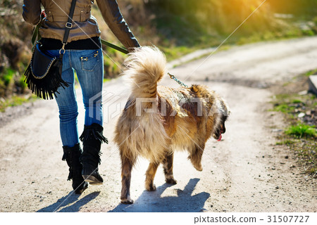Girl playing with Caucasian shepherd dog, autumn 31507727