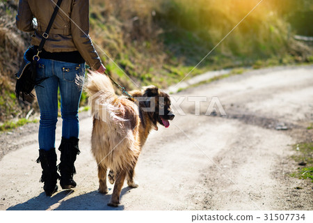 Girl playing with Caucasian shepherd dog, autumn 31507734