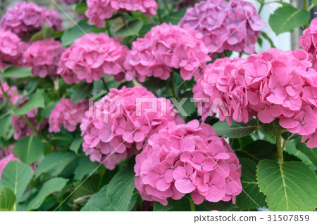 Red Hydrangea 31507859
