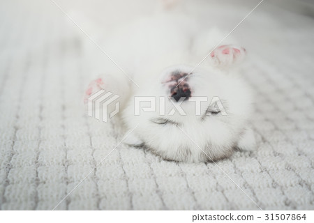 Siberian husky puppy sleeping Siberian husky puppy sleeping 31507864