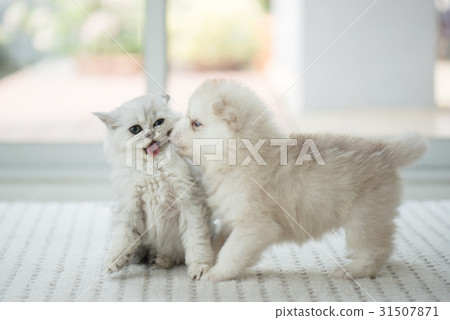 Cute kitten and puppy playing Cute kitten and puppy playing 31507871