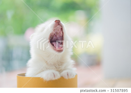 siberian husky puppy  playing in a cylinder box 31507895