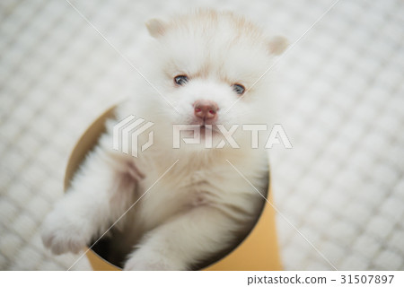 siberian husky puppy  playing in a cylinder box siberian husky puppy  playing in a cylinder box 31507897