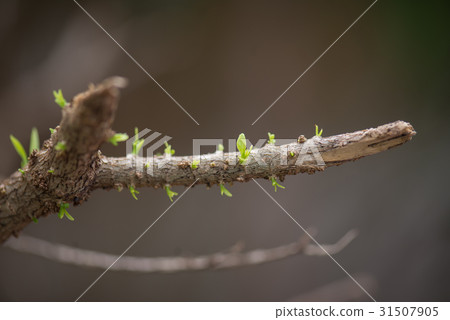 buds after the rain buds after the rain 31507905
