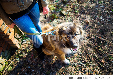 Woman playing with Caucasian shepherd dog, autumn Woman playing with Caucasian shepherd dog, autumn 31508002