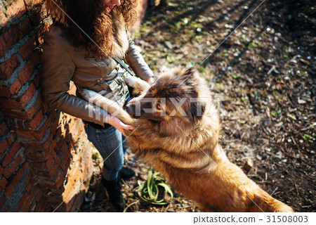 Woman playing with Caucasian shepherd dog, autumn Woman playing with Caucasian shepherd dog, autumn 31508003