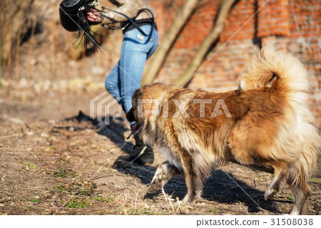 Caucasian shepherd dog outdoor exterior portrait 31508038