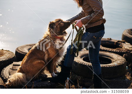 Woman playing with Caucasian shepherd dog, autumn 31508039