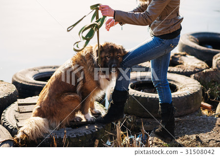 Woman playing with Caucasian shepherd dog, autumn 31508042