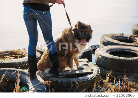 Woman playing with Caucasian shepherd dog, autumn 31508060