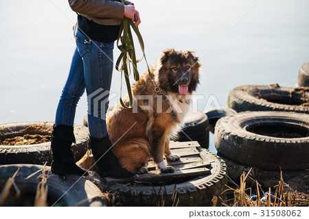 Woman playing with Caucasian shepherd dog, autumn Woman playing with Caucasian shepherd dog, autumn 31508062