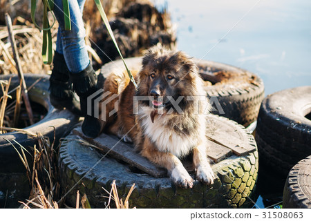Woman playing with Caucasian shepherd dog, autumn Woman playing with Caucasian shepherd dog, autumn 31508063