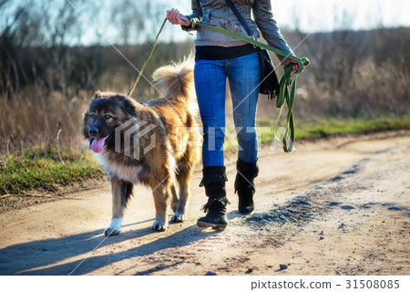Caucasian shepherd dog outdoor exterior portrait Caucasian shepherd dog outdoor exterior portrait 31508085