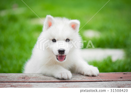siberian husky puppy playing in the park siberian husky puppy playing in the park 31508420