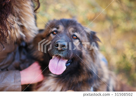 Caucasian shepherd dog outdoor exterior portrait Caucasian shepherd dog outdoor exterior portrait 31508502