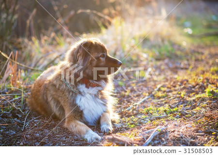 Caucasian shepherd dog outdoor exterior portrait Caucasian shepherd dog outdoor exterior portrait 31508503