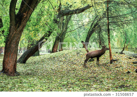 large white-tailed deer standing near the tree 31508657