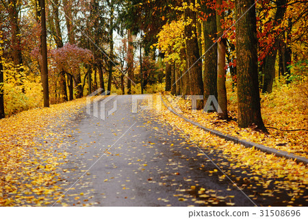 Autumn landscape in the forest with old road Autumn landscape in the forest with old road 31508696