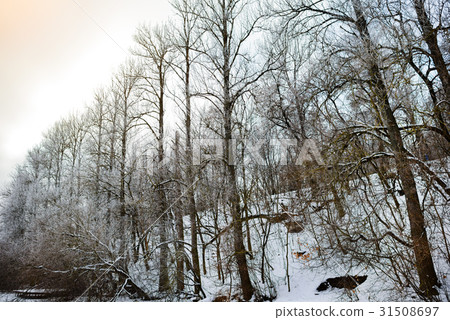 Winter pine forest in sunny cold day ,Ukraine Winter pine forest in sunny cold day ,Ukraine 31508697
