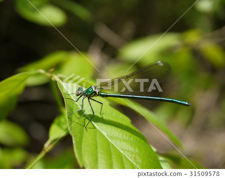 Ao Ititombo 31509578