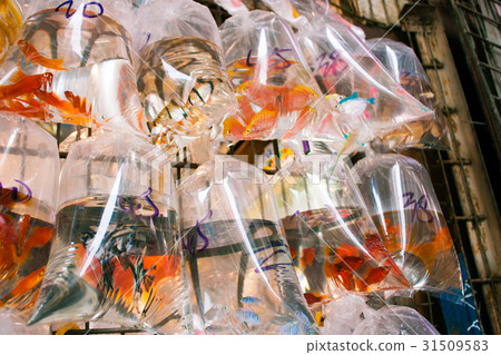 Goldfish in Hong Kong Goldfish Street 31509583