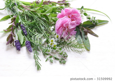 Essential oil plant Essential oil plant 31509992