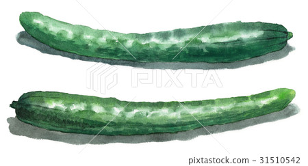 2個模擬水彩黃瓜 31510542