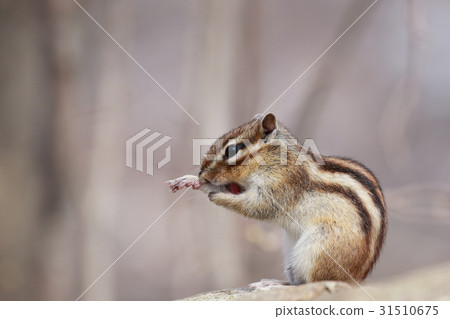 Squirre Squirre 31510675