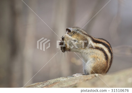 Squirre Squirre 31510676