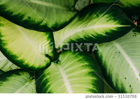 Green Leaves Of Plant Dieffenbachia Seguine Or Green Leaves Of Plant Dieffenbachia Seguine Or 31510708