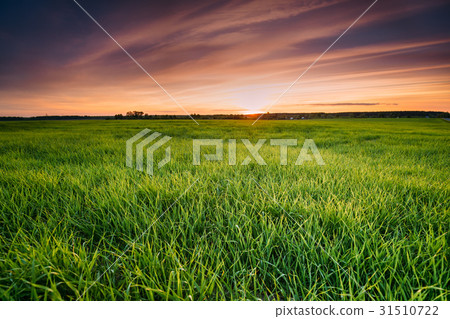 Landscape Of Young Spring Green Sprouts Of Wheat Landscape Of Young Spring Green Sprouts Of Wheat 31510722