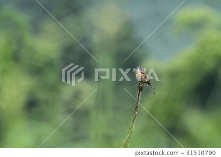 Tweet Hojillo 31510790