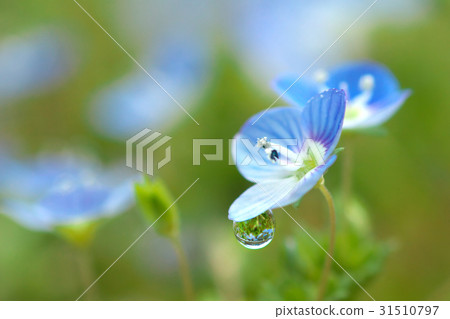 Flower drops Flower drops 31510797