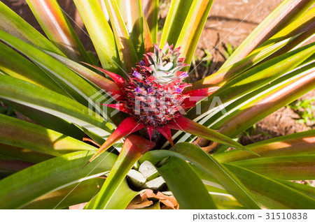 A red pineapple 31510838