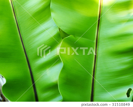 crop closeup on large green leaves tropical plant crop closeup on large green leaves tropical plant 31510849