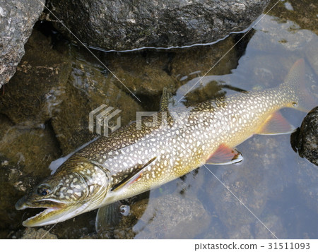 Lake trout 31511093