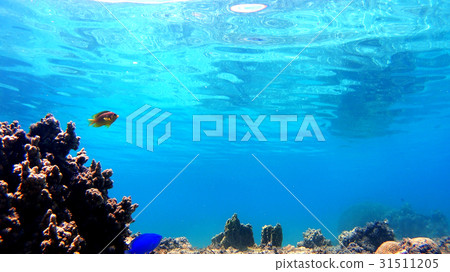 Shiga Prefecture underwater photograph of Tokajiki Okinawa Tokashikijima 31511205