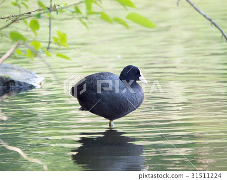 Ooh van nestling in the pond 31511224
