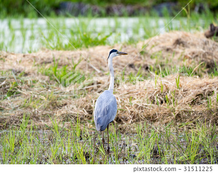 Gray heron 31511225
