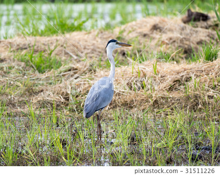 Gray heron 31511226