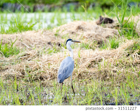 Gray heron 31511227
