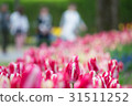 鬱金香和路人 31511252