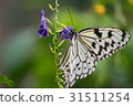蝴蝶 31511254