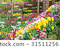 鬱金香領域 31511256