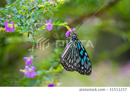 琉球淺木斑 31511257