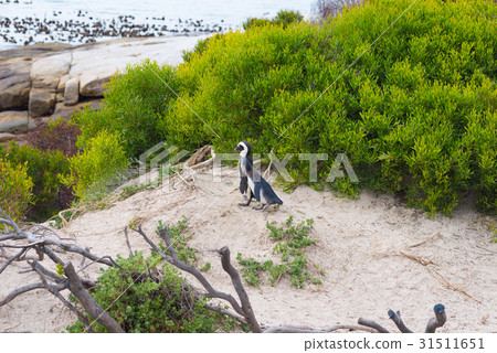 The African Penguin colon 31511651