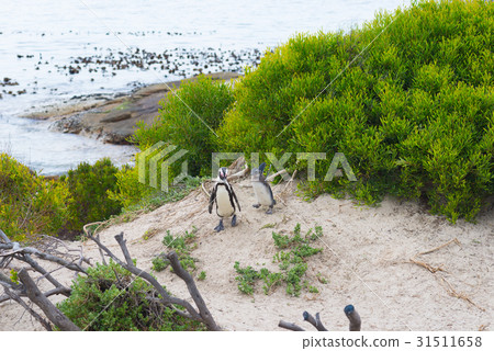 The African Penguin colon The African Penguin colon 31511658